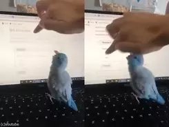 アザラシの赤ちゃんが初めての遊泳 それを見守るママ 動画 年10月8日 エキサイトニュース