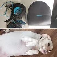 手術後の愛犬と添い寝をして 目が覚めたら起きていたこと とある飼い主のエピソード 年10月19日 エキサイトニュース