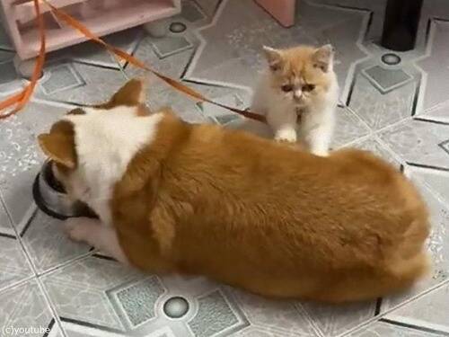 猫 ご飯を食べる犬のおなかをマッサージしてあげる 動画 年10月日 エキサイトニュース