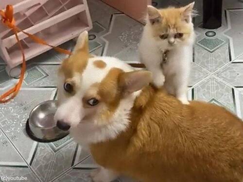 猫 ご飯を食べる犬のおなかをマッサージしてあげる 動画 年10月日 エキサイトニュース