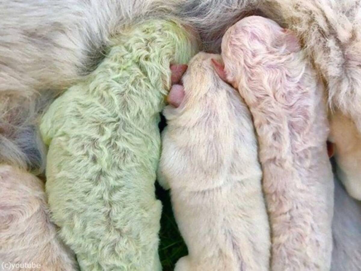 イタリアで珍しい緑色の子犬が産まれる ピスタチオ と命名 年10月23日 エキサイトニュース