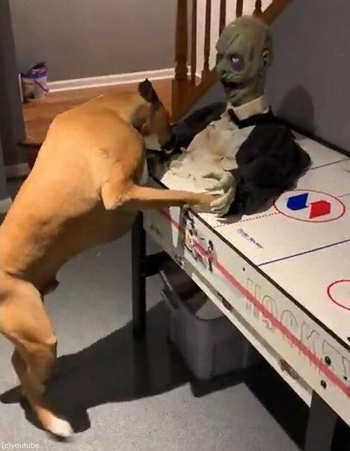 あらぶるボクサー犬 ソンビ人形を鋭いパンチでボコボコにする 動画 年11月4日 エキサイトニュース