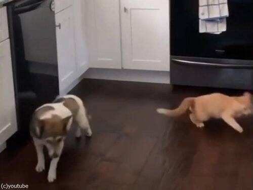 猫がキッチンカウンターの上に乗らないようにするシンプルな方法 動画 年11月18日 エキサイトニュース