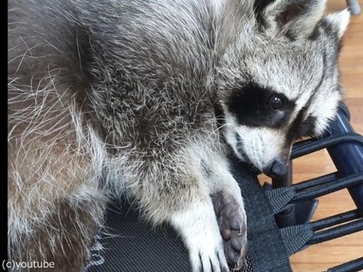 釣りをしていたら アライグマの赤ちゃんが追いかけてきた 動画 17年6月27日 エキサイトニュース