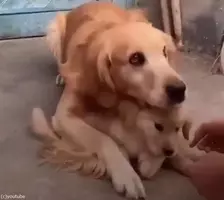 暴力はダメッ 母親が娘を叩こうとすると 犬たちが全力で止める 動画 14年4月13日 エキサイトニュース