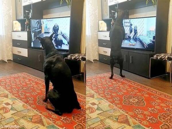 こんなにエクササイズ熱心な犬が他にいるだろうか テレビを見て真似する 動画 年12月8日 エキサイトニュース