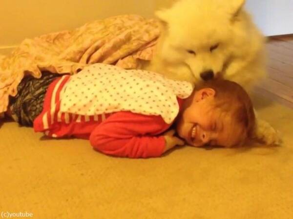 ああ幸せそう モフモフの犬と女の子が添い寝をする 動画 年12月22日 エキサイトニュース