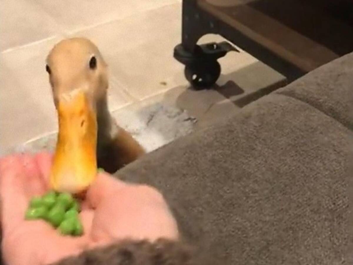 アヒルにエンドウ豆を与えたときの 食べる速度 動画 年12月27日 エキサイトニュース