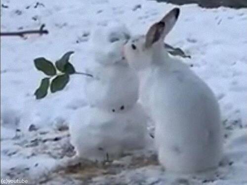 雪だるまの 鼻 をもぐもぐ食べるウサギ なぜなら 動画 年12月29日 エキサイトニュース