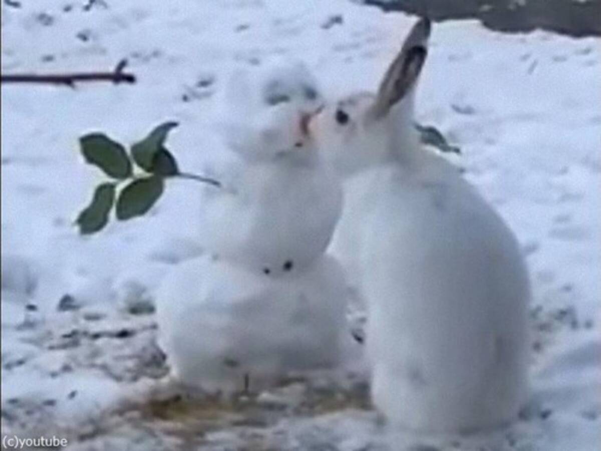 雪だるまの 鼻 をもぐもぐ食べるウサギ なぜなら 動画 年12月29日 エキサイトニュース