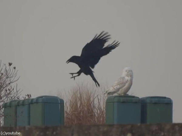 フクロウとカラスの2羽がゴルフ場で交流していた 動画 21年1月26日 エキサイトニュース