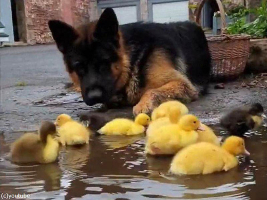 背中に乗るほど仲良し やさしい犬がアヒルのヒナ9匹を育て始める 18年11月30日 エキサイトニュース