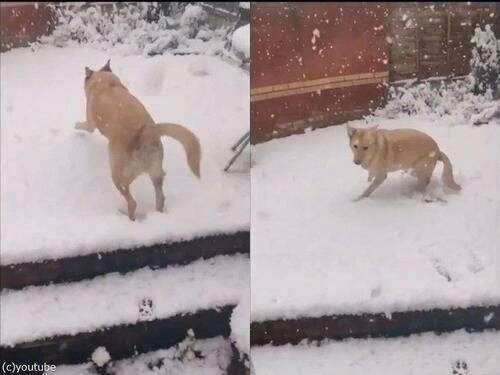 犬が雪に興奮して外に出たと思ったら なんか予想と違った 動画 21年2月3日 エキサイトニュース