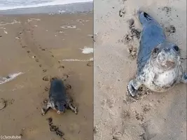 アザラシの赤ちゃんが初めての遊泳 それを見守るママ 動画 年10月8日 エキサイトニュース