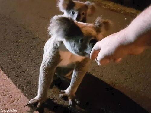 赤ちゃんを背負ったコアラのママ 深夜の道路で人間と交流する 動画 21年2月13日 エキサイトニュース