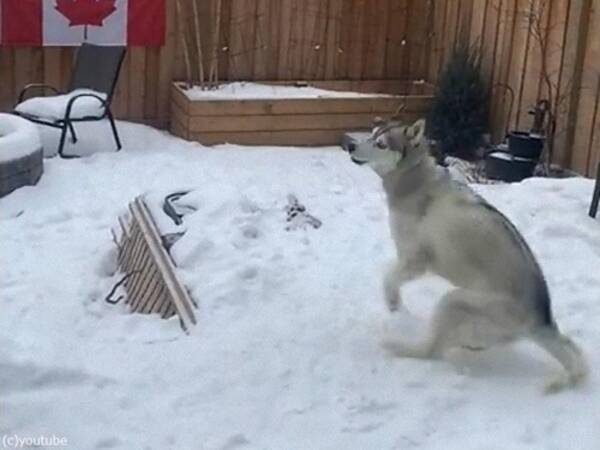 犬が雪の上でクルクルまわると こんなにカッコいい動きになる 動画 21年2月18日 エキサイトニュース