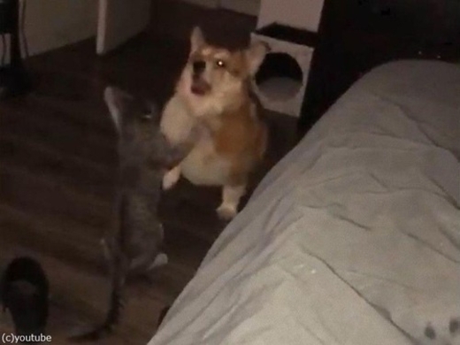 衝撃 コーギー犬が絶滅の危機であると報じられる 世界から悲しみの声 オーマイガッ ノォォオオオ 13年11月8日 エキサイトニュース