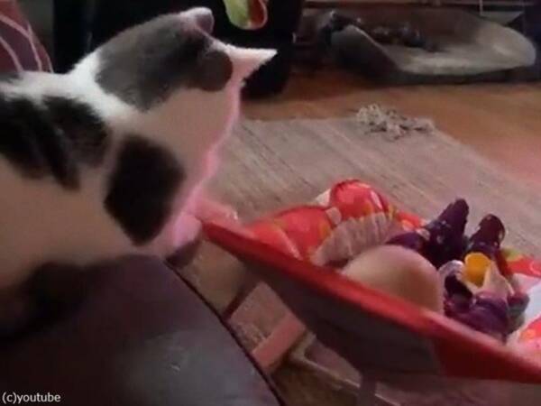 片手間に赤ちゃんをあやす猫 イスをゆらゆら 動画 21年3月7日 エキサイトニュース
