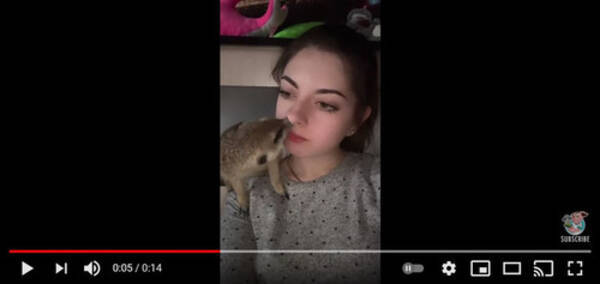 好奇心旺盛なミーアキャット ロシア女性の鼻の穴が気になる 動画 21年4月6日 エキサイトニュース