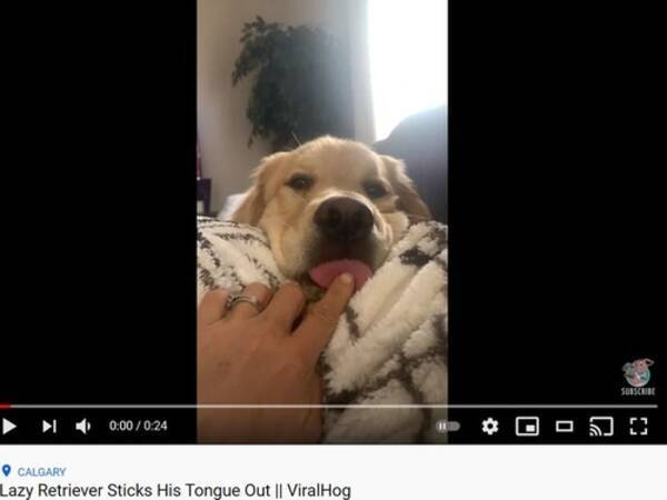 もっと 舌をツンツンされるのが好きな犬 動画 21年4月17日 エキサイトニュース