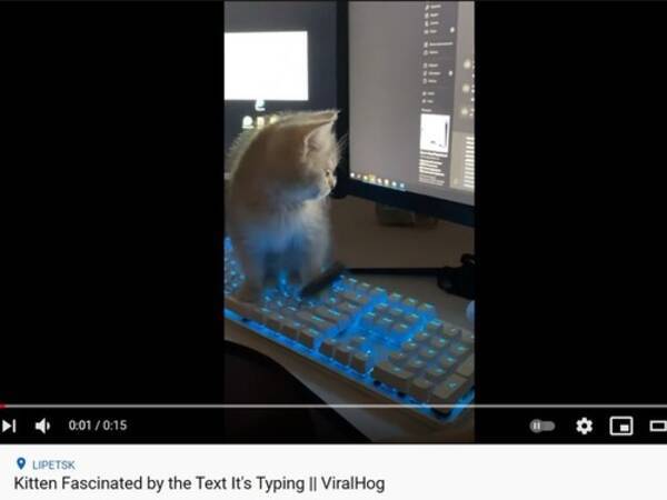 パソコンのキーボードに座る子猫 なぜか文字が連打されているニャ 動画 21年4月日 エキサイトニュース