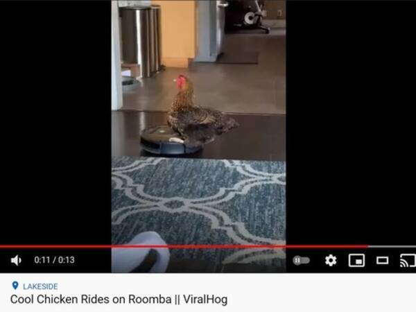 ルンバを乗りこなすのは なんとニワトリ 動画 21年4月21日 エキサイトニュース