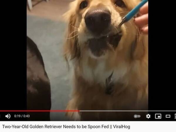 赤ちゃんのようにご飯を食べさせてもらう犬 スプーンでしか食べたくないワン 動画 21年4月23日 エキサイトニュース 赤ちゃんのようにご飯を食べさせてもらう犬 スプーンでしか食べたくないワン 動画 21年4月23日 エキサイトニュース