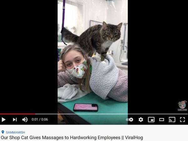 ペットサロンの猫 疲れ切った店のスタッフをマッサージでいたわる 動画 21年4月29日 エキサイトニュース