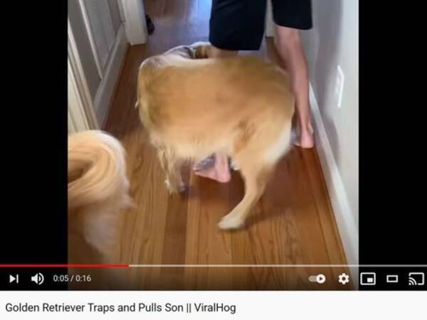 なんて賢い犬なの 斬新な方法で飼い主を連行する 動画 21年5月2日 エキサイトニュース