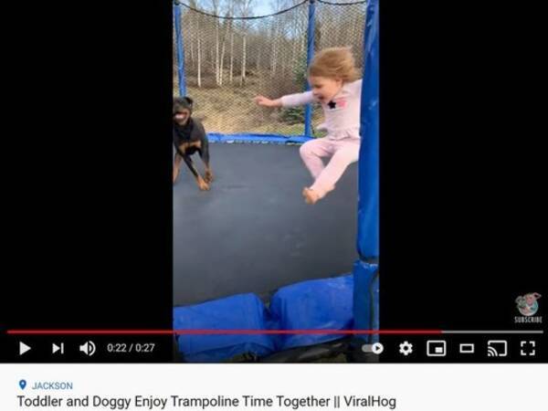 ふたりともトランポリンが大好き 小さな女の子と犬が激しく飛び跳ねる 動画 21年5月9日 エキサイトニュース
