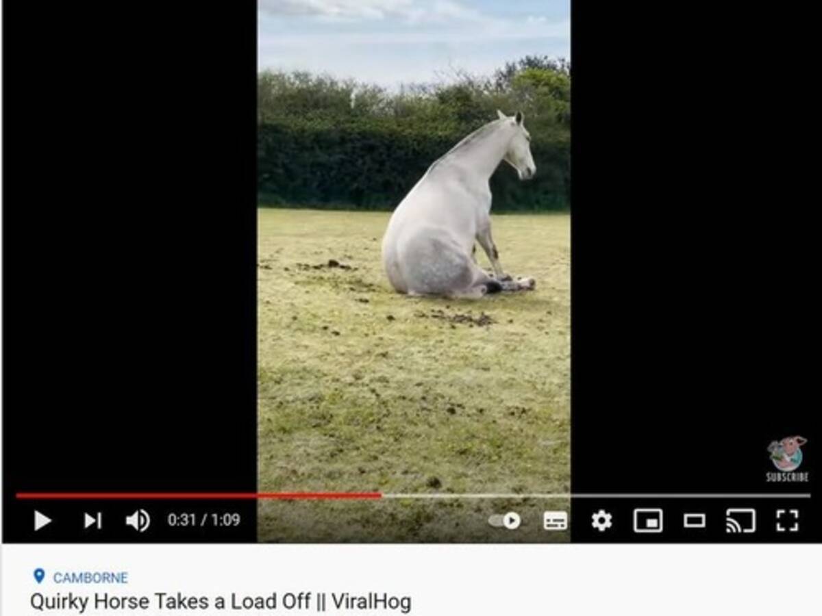 なぜか犬みたいな座り方をする馬 動画 21年5月11日 エキサイトニュース