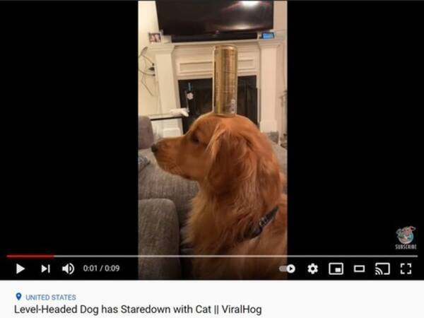 うちの犬は猫をひたすら見つめるので ためしに頭に缶を載せてみた 動画 21年5月22日 エキサイトニュース
