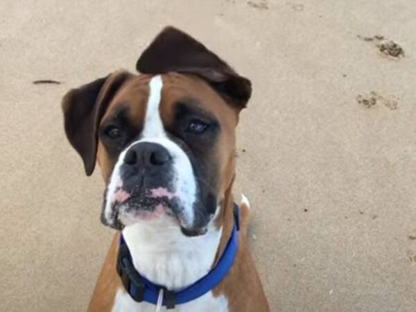 犬の たれ耳 が風でなびくと こうなるのか 動画 21年6月9日 エキサイトニュース