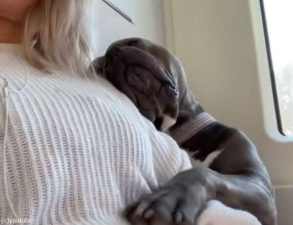 リラックスしすぎ 電車で女性に抱きついて眠る犬 動画 21年6月12日 エキサイトニュース
