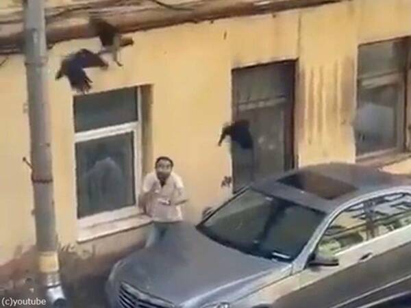 車の上に飛べないカラスがいたので捕まえてどかそうとしたら 他のカラスたちが助けようと襲ってくる 21年6月13日 エキサイトニュース