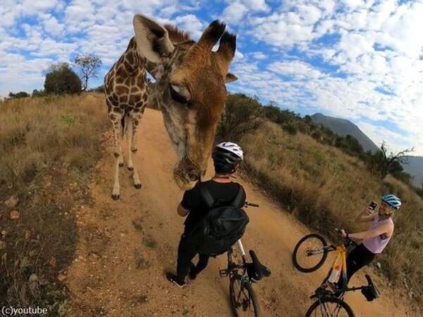 アフリカで野生のキリンが目の前に来た ドキドキする至近距離 動画 21年6月13日 エキサイトニュース