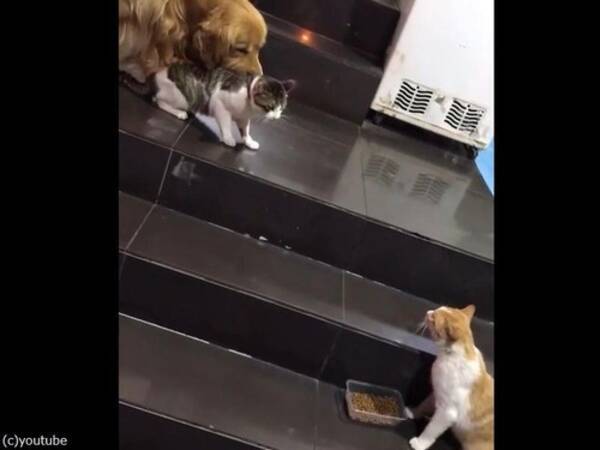 やさしい犬 猫のケンカを強引に止める 物理技で 動画 21年6月14日 エキサイトニュース