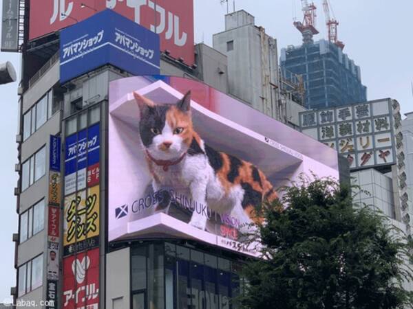 新宿の巨大な三毛猫 海外でも話題を集める 21年7月15日 エキサイトニュース