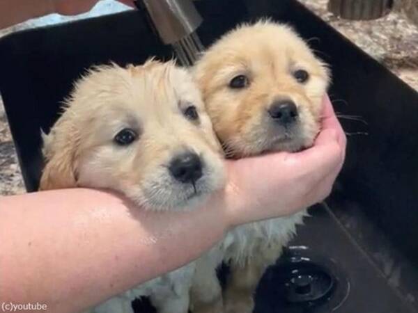 子犬2匹を同時にシャワー ペットサロンの見事なテクニック 動画 21年7月18日 エキサイトニュース