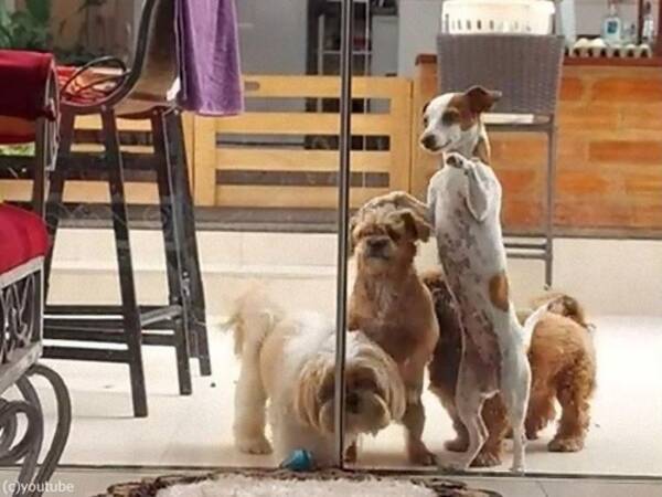 犬1匹では重くて開かないドア 4匹のチームワークで開ける 動画 21年7月24日 エキサイトニュース