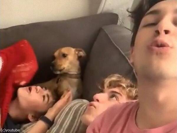 人間3人が あおーん 犬 あ あおーん 動画 21年8月4日 エキサイトニュース 人間3人が あおーん 犬 あ あおーん 動画 21年8月4日 エキサイトニュース