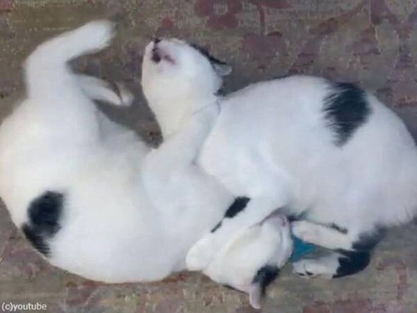 やさしくも激しい 猫2匹の 甘蹴り 対決 動画 21年8月16日 エキサイトニュース