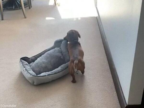 犬が自分のベッドを運んでいると思ったら 賢い目的だった 動画 21年8月30日 エキサイトニュース