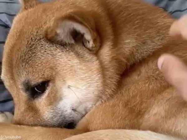 ブラジル人 うちの柴犬は背中をコチョコチョすると にっこり笑う 動画 21年9月14日 エキサイトニュース