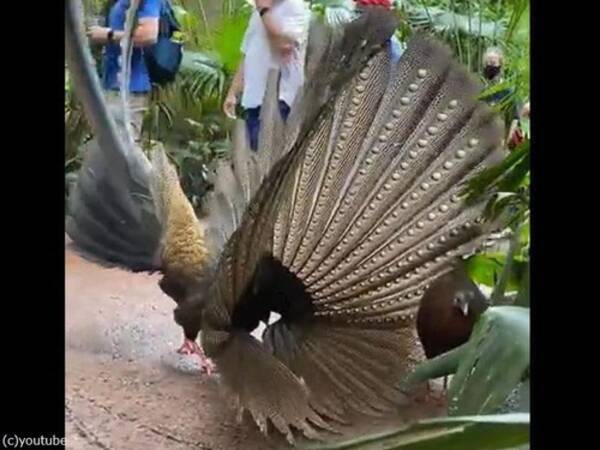 オスのキジが必死に求愛してるんだけど 全くメスに相手にされてない 涙ぐましい現場 21年9月17日 エキサイトニュース