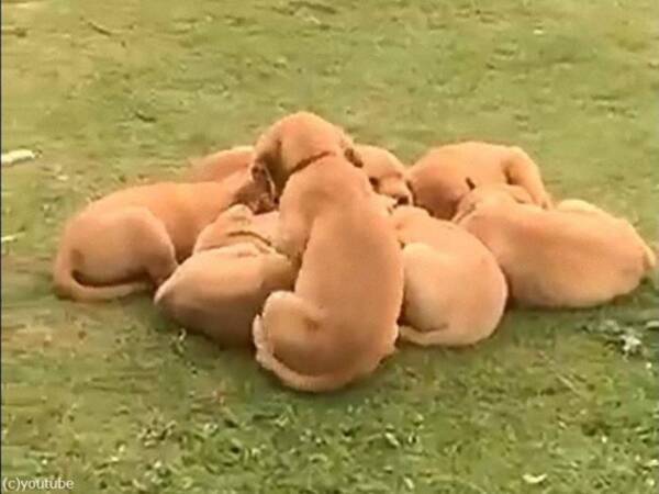 子犬たちが丸まって眠っているところに1匹が加わると 動画 21年9月19日 エキサイトニュース