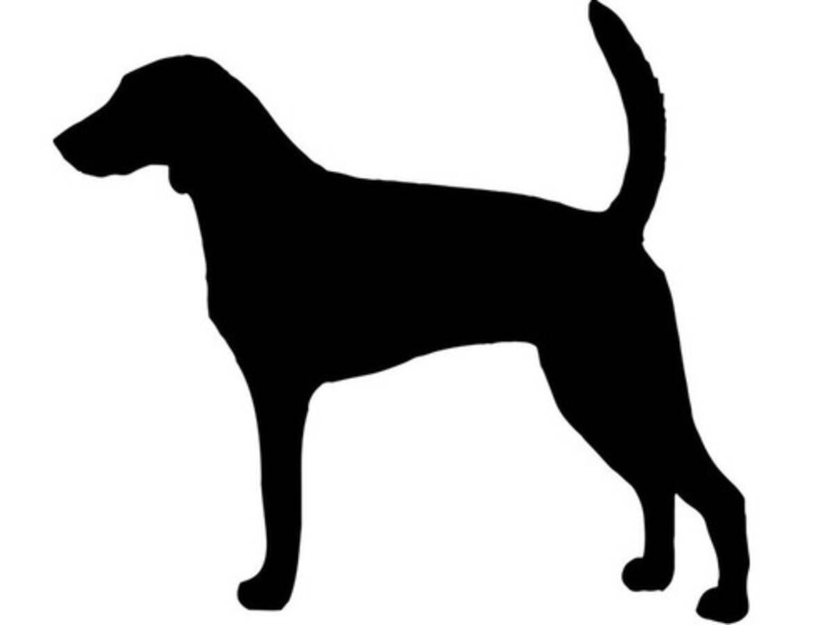 耳の長い犬がギネス記録更新 左右の耳を結ぶこともできる 21年10月5日 エキサイトニュース 耳の長い犬がギネス記録更新 左右の耳を結ぶこともできる 21年10月5日 エキサイトニュース