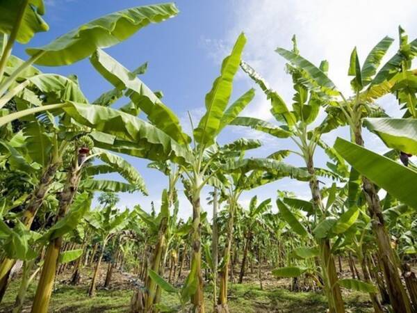 バナナの葉は人間と比べると こんなに大きかったのか 21年10月8日 エキサイトニュース