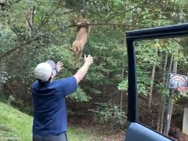木から落ちそうな猫に救出の手を差し伸べる男性、だけど…（動画）