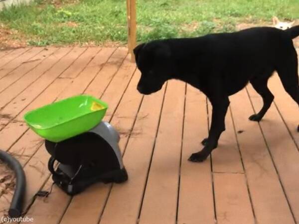 たぶん 世界一ボールキャッチが速い犬 動画 21年12月25日 エキサイトニュース たぶん 世界一ボールキャッチが速い犬 動画 21年12月25日 エキサイトニュース